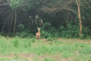 Działka na sprzedaż 2108m2 łaski Wodzierady Pelagia - zdjęcie 3