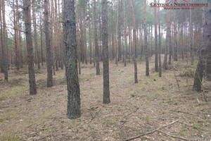 Działka na sprzedaż toruński Lubicz Kopanino - zdjęcie 3