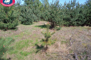 Działka na sprzedaż 1069m2 żyrardowski Radziejowice Krzyżówka - zdjęcie 3