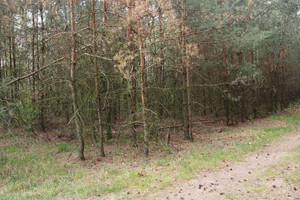 Działka na sprzedaż 49500m2 płoński Baboszewo Rybitwy - zdjęcie 3