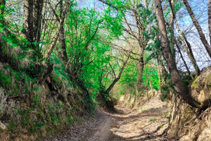 Działka na sprzedaż 3535m2 opolski Wilków Rogów - zdjęcie 1