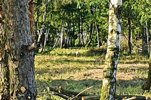 Działka na sprzedaż 1200m2 otwocki Wiązowna Kąck - zdjęcie 3