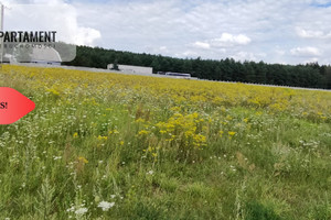 Działka na sprzedaż 3637m2 bydgoski Dąbrowa Chełmińska Wałdowo Królewskie Zacisze - zdjęcie 2