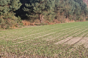 Działka na sprzedaż węgrowski Korytnica Trawy - zdjęcie 1