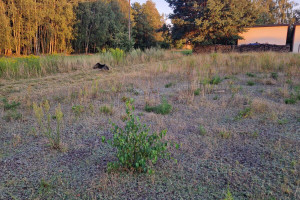 Działka na sprzedaż 992m2 wołomiński Tłuszcz Chrzęsne - zdjęcie 1