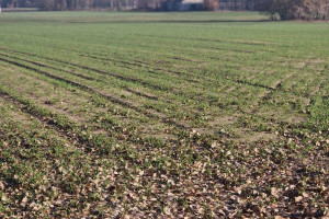 Działka na sprzedaż węgrowski Korytnica Trawy - zdjęcie 3