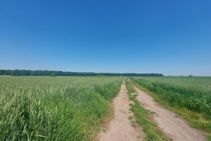 Działka na sprzedaż 7613m2 gliwicki Pilchowice Żernica Brzozowa - zdjęcie 2