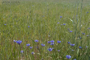 Działka na sprzedaż 43300m2 nowodworski Pomiechówek Pomocnia - zdjęcie 1