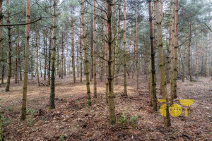 Działka na sprzedaż 3000m2 grodziski Żabia Wola Żelechów Parkowa - zdjęcie 3