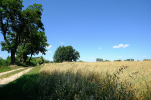 Działka na sprzedaż warszawski zachodni Kampinos - zdjęcie 2