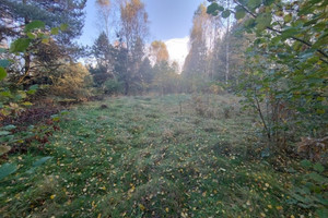 Działka na sprzedaż 4300m2 myszkowski Koziegłowy Siedlec Mały - zdjęcie 1