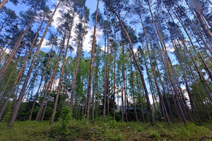 Działka na sprzedaż 1400m2 grodziski Żabia Wola Bieniewiec - zdjęcie 1