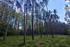 Działka na sprzedaż 1400m2 grodziski Żabia Wola Bieniewiec - zdjęcie 3