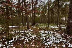 Działka na sprzedaż 22600m2 tomaszowski Inowłódz Poświętne - zdjęcie 2