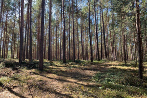 Działka na sprzedaż 5000m2 międzychodzki Międzychód Łowyń - zdjęcie 1