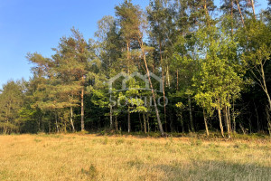 Działka na sprzedaż 10000m2 gdański Przywidz Nowa Wieś Przywidzka Szczęśliwa - zdjęcie 3