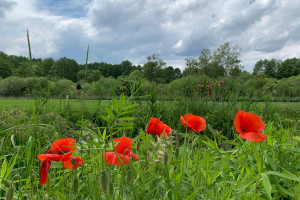 Działka na sprzedaż 1500m2 Szczecin Płonia-Śmierdnica-Jezierzyce Aksamitna - zdjęcie 3