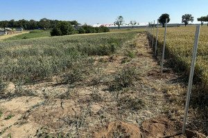 Działka na sprzedaż 3040m2 szamotulski Kaźmierz Młodasko - zdjęcie 3