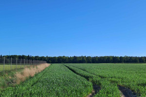 Działka na sprzedaż 3000m2 brzeziński Brzeziny Gałkówek-Kolonia - zdjęcie 1