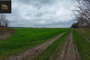 Działka na sprzedaż 4300m2 turecki Władysławów Piorunów - zdjęcie 3