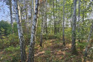 Działka na sprzedaż 856m2 legionowski Serock Dosin - zdjęcie 1