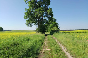 Działka do wynajęcia 1080000m2 wałecki Wałcz Gostomia - zdjęcie 1