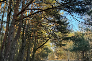 Działka na sprzedaż 1600m2 żyrardowski Radziejowice Kuklówka Radziejowicka - zdjęcie 1