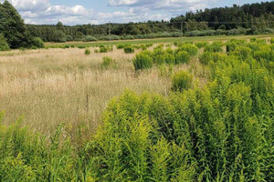 Działka na sprzedaż białostocki Gródek Józefowo - zdjęcie 2