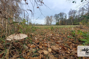 Działka na sprzedaż 5000m2 grodziski Grodzisk Wielkopolski Kąkolewo Albertowsko - zdjęcie 2