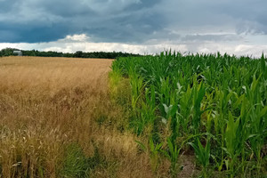 Działka na sprzedaż 4180m2 gliwicki Sośnicowice Łany Wielkie Łabędzka - zdjęcie 2