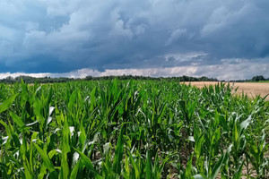 Działka na sprzedaż 4180m2 gliwicki Sośnicowice Łany Wielkie Łabędzka - zdjęcie 3