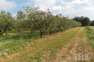 Działka na sprzedaż 50406m2 żyrardowski Puszcza Mariańska Stary Łajszczew - zdjęcie 3