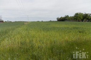 Działka na sprzedaż 38500m2 żyrardowski Puszcza Mariańska Korabiewice - zdjęcie 4