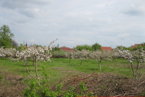 Działka na sprzedaż 3900m2 średzki Malczyce - zdjęcie 2