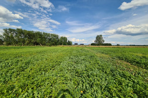 Działka na sprzedaż 1200m2 gorzowski Witnica Białcz - zdjęcie 3