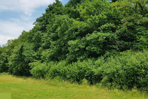 Działka na sprzedaż 4900m2 wielicki Niepołomice Chobot - zdjęcie 3