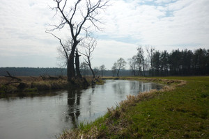 Działka na sprzedaż 61500m2 brodnicki Brzozie - zdjęcie 1