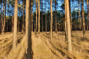 Działka na sprzedaż 3251m2 chojnicki Chojnice Owink - zdjęcie 3