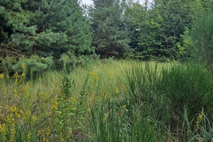 Działka na sprzedaż 1007m2 nowodworski Leoncin Nowe Grochale - zdjęcie 1