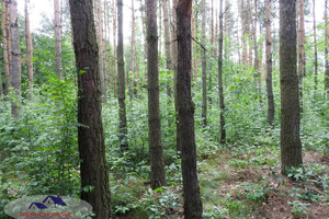 Działka na sprzedaż 7700m2 tarnowski Żabno Sieradza - zdjęcie 1