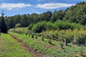 Działka na sprzedaż 1823m2 dąbrowski Olesno Oleśnica - zdjęcie 1