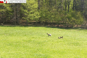 Działka na sprzedaż 8428m2 wałbrzyski Walim Michałkowa - zdjęcie 1