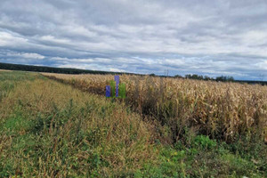 Działka na sprzedaż 10500m2 wrocławski Czernica Wojnowice - zdjęcie 1