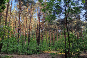 Działka na sprzedaż 3000m2 grodziski Milanówek - zdjęcie 3