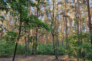 Działka na sprzedaż 3000m2 grodziski Milanówek - zdjęcie 1