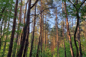 Działka na sprzedaż 3000m2 grodziski Milanówek - zdjęcie 2