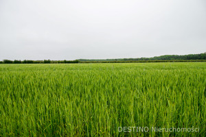 Działka na sprzedaż 1634m2 kaliski Ceków-Kolonia Beznatka Beznatka - zdjęcie 3