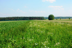 Działka na sprzedaż 9900m2 Kalisz - zdjęcie 1