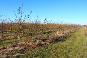 Działka na sprzedaż 157500m2 kaliski Żelazków Kolonia Kokanin Kolonia Kokanin - zdjęcie 3