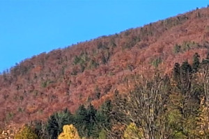 Działka na sprzedaż 925m2 suski Zawoja - zdjęcie 2